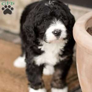 Banks, Bernedoodle Puppy